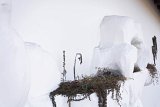 Détails de l'œuvre