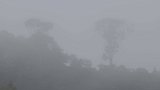 Brouillard 1