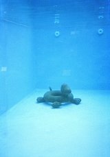 {Pull marine}, 2010 