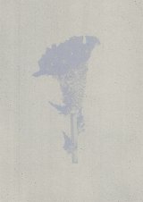 Révolution de Velours, Tchécoslovaquie, 1989 Velvet calosa, floraison : décembre