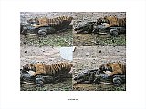 {Quatre fois deux (tigre et crocodile à Chelsea), New York, 18 octobre 2005}