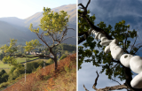 {Arbre en pleurs}, 2021