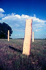 {Forêt,} Lalinde, 1976 (détail)