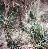 { {{Polaroïd}} }, Fargues-Saint-Hilaire, 1980