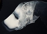 {L'extinction des pôles}, 2017