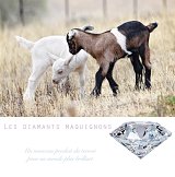 {Les diamants maquignons}, 2017