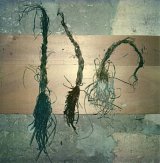 { {{Polaroïd}} }, Fargues-Saint-Hilaire, 1980