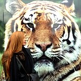 {Le n° des Fauves}