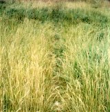 {Polaroïd}, Fargues-Saint-Hilaire, 1980
