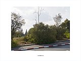 {Bord de route (avec arbre sec), Jérusalem, 1er septembre 2011}
