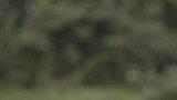 Forêt 2