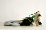 {Rêve de l'ours au ruisseau}, 2009