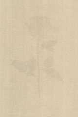 Révolution des Roses, Géorgie, 2003 Rosa damascena, floraison : novembre