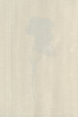 Révolution Violette, Irak, 2005 Viola diversifolia, floraison : janvier