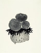 {Trois pivoines (ou trois manières de faire une aquatinte),} 1994 