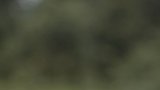 Forêt 1