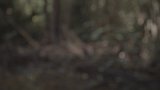 Forêt 4