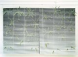 {Agaves,} 1995