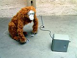 {Carl et le Dernier Singe,} 2005