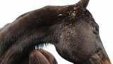 {Cheval}, 2016