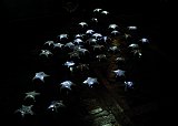 {Etoiles de mer opalines,} 2006