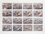 {[minutes] # 9, Poules et coq (Canal Poules), Labouheyre, 24 février 2017}, février 2021