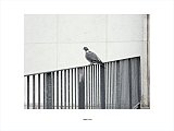 {Pigeon, Paris, 2 mars 2008}