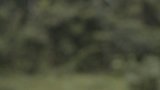 Forêt 3
