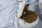 Moulage (crotte/alginate)