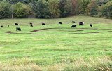 Installation, bouse de vache, 100 x 100 m