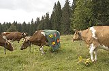 {Tunique normande pour vache suisse,} 2015