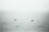 {Deux poissons et leurs ombres,} 1999 