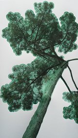 31 x 56 cm