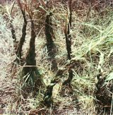 { {{Polaroïd}} }, Fargues-Saint-Hilaire, 1980