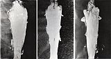 {{ {Figures sur elles-mêmes,} 1979-85}}