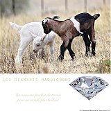 {Les Diamants Maquignons, un produit du terroir innovant,} 2017