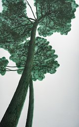 31 x 56 cm