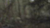 Forêt 5