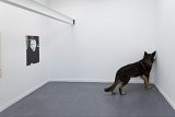 À droite : Sans titre, 2019 Berger allemand naturalisé, 135 × 87 × 30 cm