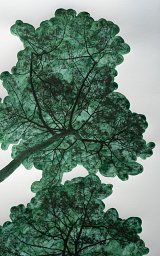 31 x 56 cm