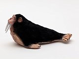 {Chimpanzée-Morse,} 2016