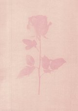 Révolution des Roses, Géorgie, 2003 Rosa damascena, floraison : novembre