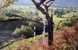 {Arbre en pleurs}, 2021