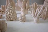 {Plantes Grasses}