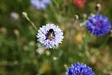 {Jardin à la française sauvage}